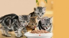 Кошеня не п'є воду: наскільки небезпечно